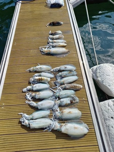 フィッシングボートACE(エース) 釣果