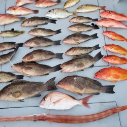 ブルーピア 釣果