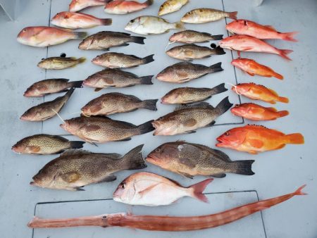 ブルーピア 釣果