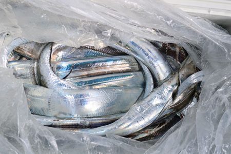 松本釣船２ 釣果