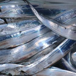 松本釣船２ 釣果