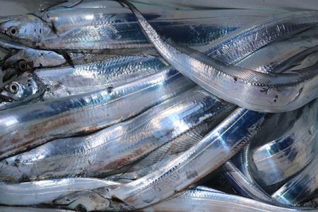 松本釣船２ 釣果