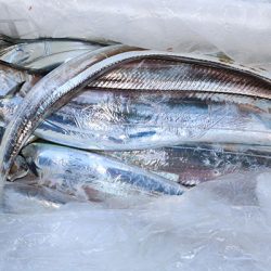 松本釣船２ 釣果