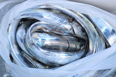 松本釣船２ 釣果