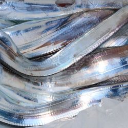 松本釣船２ 釣果