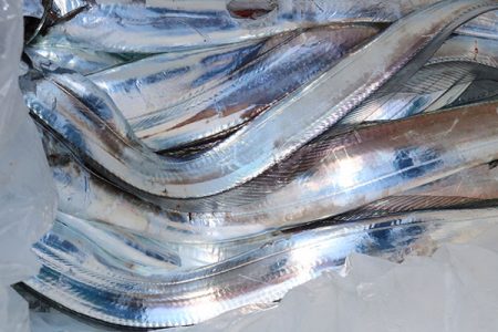 松本釣船２ 釣果