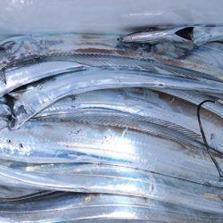 松本釣船２ 釣果