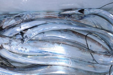 松本釣船２ 釣果