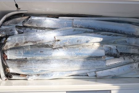 松本釣船２ 釣果