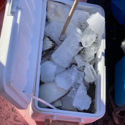 第八平成丸 釣果