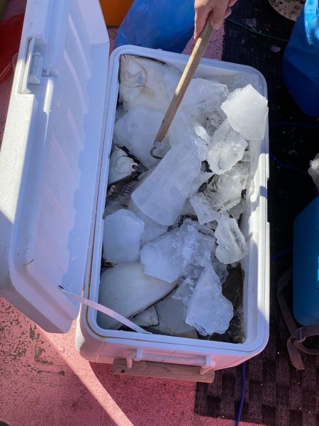 第八平成丸 釣果