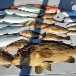 ブルーピア 釣果