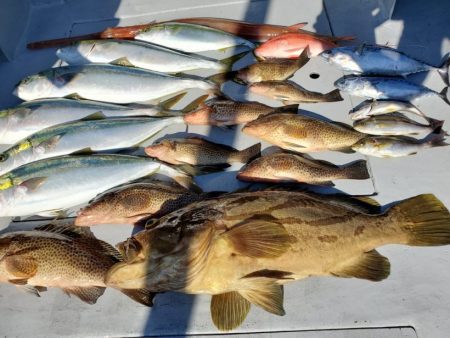 ブルーピア 釣果