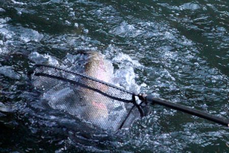 小菅トラウトガーデン 釣果