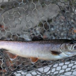 小菅トラウトガーデン 釣果