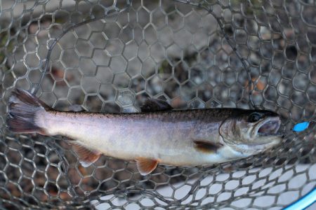 小菅トラウトガーデン 釣果