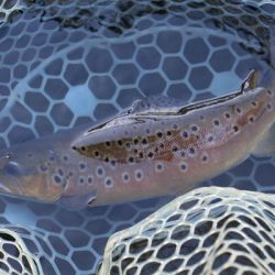 小菅トラウトガーデン 釣果