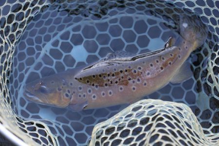 小菅トラウトガーデン 釣果