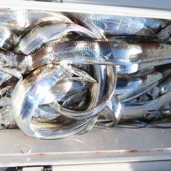 松本釣船２ 釣果