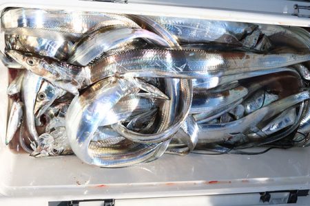 松本釣船２ 釣果