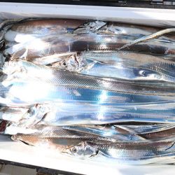 松本釣船２ 釣果