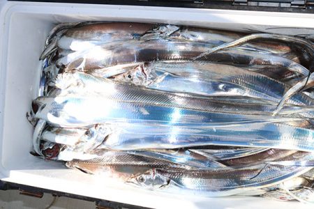 松本釣船２ 釣果