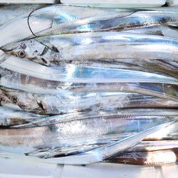 松本釣船２ 釣果