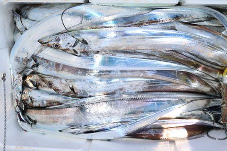 松本釣船２ 釣果