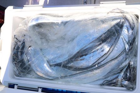 松本釣船２ 釣果