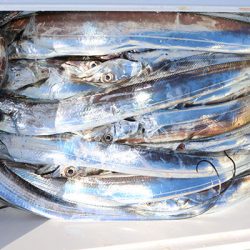 松本釣船２ 釣果