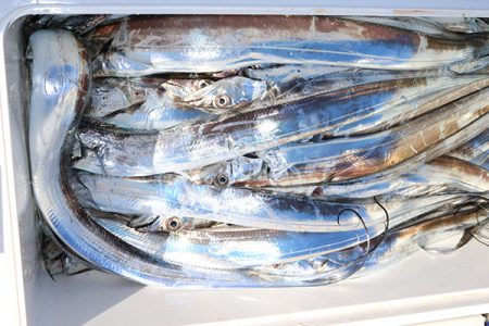 松本釣船２ 釣果