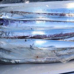 松本釣船２ 釣果