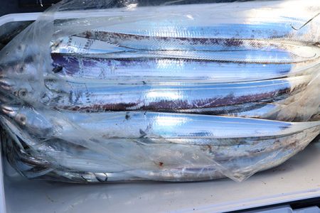 松本釣船２ 釣果