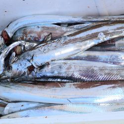 松本釣船２ 釣果