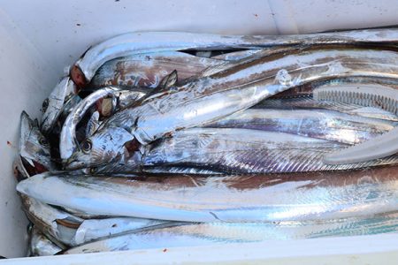 松本釣船２ 釣果