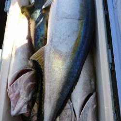 海龍丸（福岡） 釣果