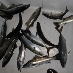 ルアー船マヒマヒ 釣果