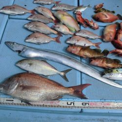 十八宝洋丸 釣果