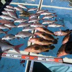 十八宝洋丸 釣果