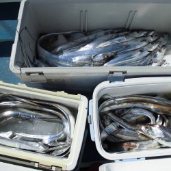 十八宝洋丸 釣果