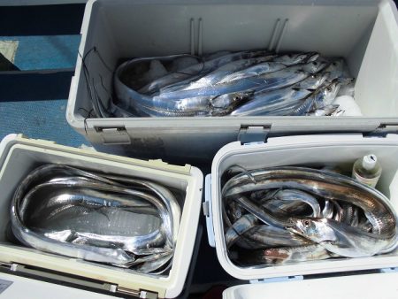 十八宝洋丸 釣果