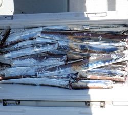 遊漁船 幸友丸 釣果