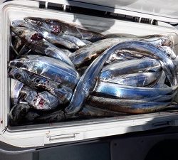 遊漁船 幸友丸 釣果