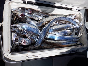 遊漁船 幸友丸 釣果