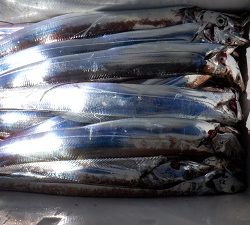 遊漁船 幸友丸 釣果