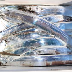 松本釣船２ 釣果