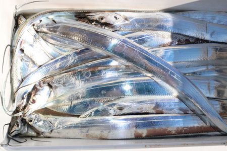 松本釣船２ 釣果