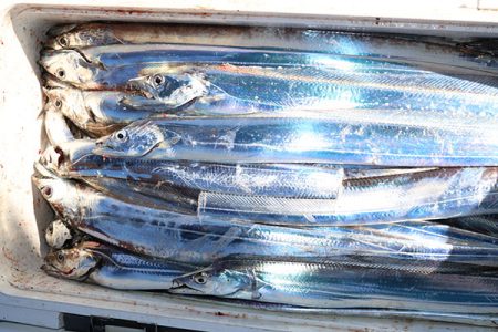 松本釣船２ 釣果