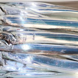 松本釣船２ 釣果