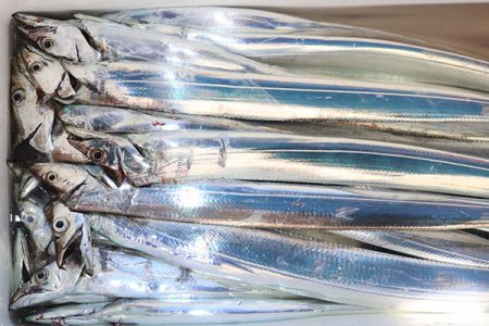 松本釣船２ 釣果